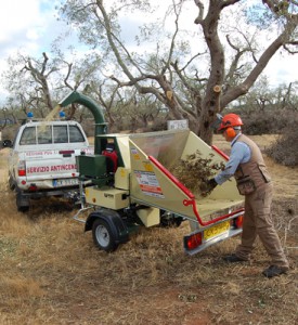 xylella