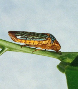 Xylella