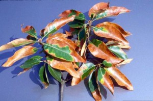 xylella