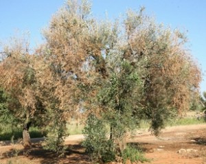 xylella