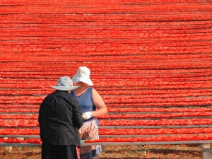 Ll’essiccazione dei pomodori a Felline