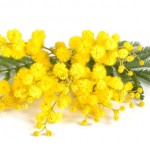 05Mimose