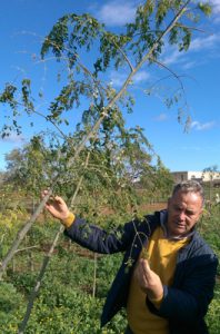 Pieluigi Forcella sotto un albero di moringa