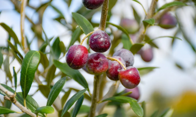 Olio oliva Salento