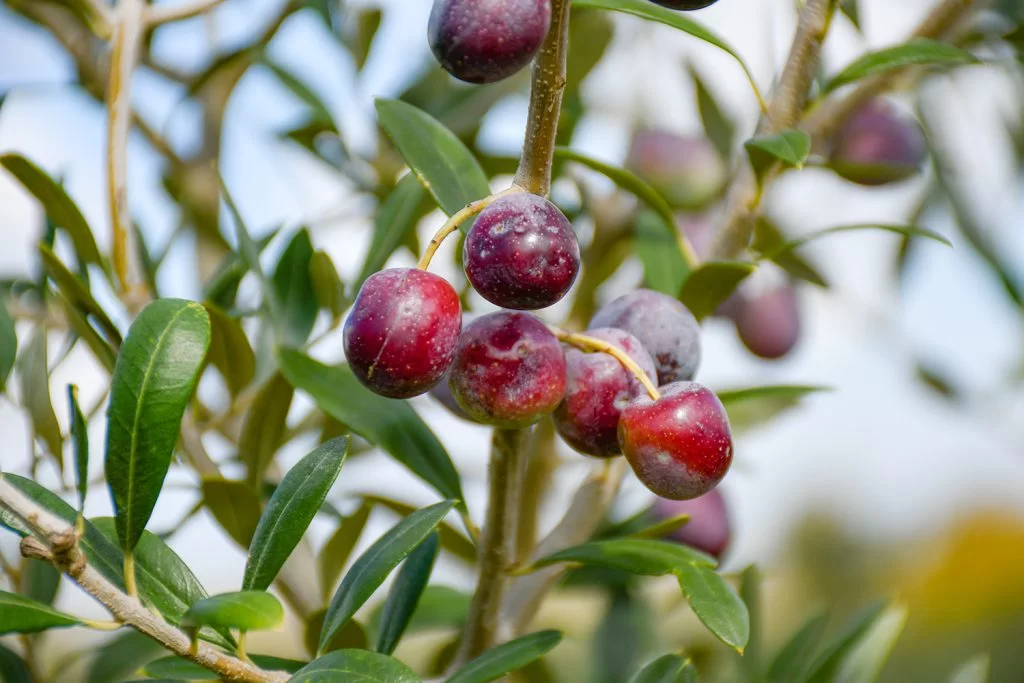 Olio oliva Salento